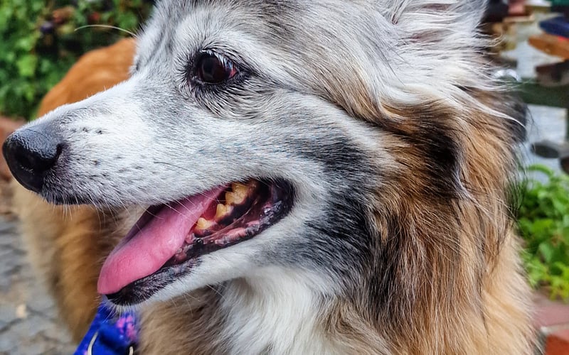 Suri to 15letnia seniorka która wraz z nami przeprowadziła się z Mazowsza w okolice Wrocławia. Spacery po malowniczym Wrocławiu to sama przyjemność, na zdjęciu w okolicach mostu Tumskiego.