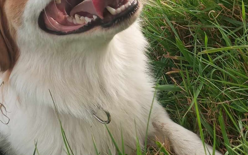 Jest średnim pieskiem mieszanki kooikerhondje , uwielbia bawić się piłeczkami i spędzać aktywnie dzień poza domem , również uwielbia pływanie .