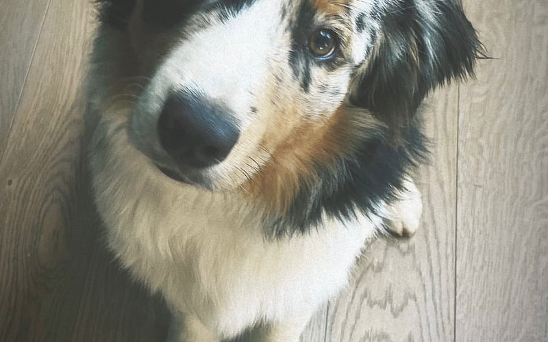 Hugo to ja ;) 
Piękne oczy mam ! Jestem uroczy choć Pani ma mnie już czasami dosyć. Wszystko gryzę co popadnie i podkradam co mi pod nos wpadnie. Mam zakaz na kanapę ale jak nie widza to tam skacze. Piłki chłopcom przebijam ale jak nie chowają to ich wina 