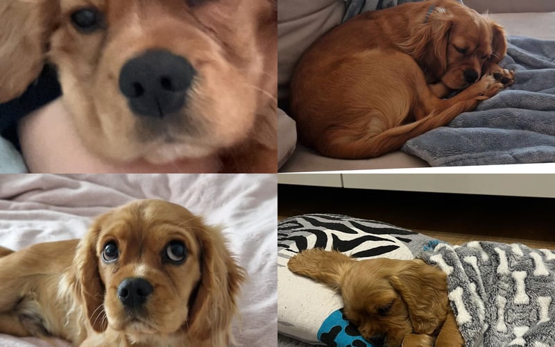 Karmelek to brązowy szczeniaczek rasy Cavalier King Charles Spaniel, ma 7 miesięcy. Jest bardzo sympatycznym i kochanym pieskiem.