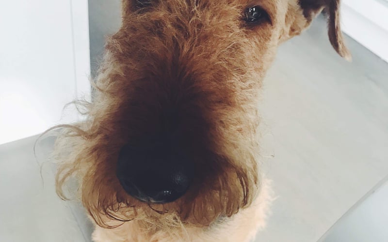 Wrocławska indywidualistka rasy airedale terrier :) Psia dama kochająca pieski, zabawy z nimi, długie „dyskusje” i wszystkie sofy Świata :)