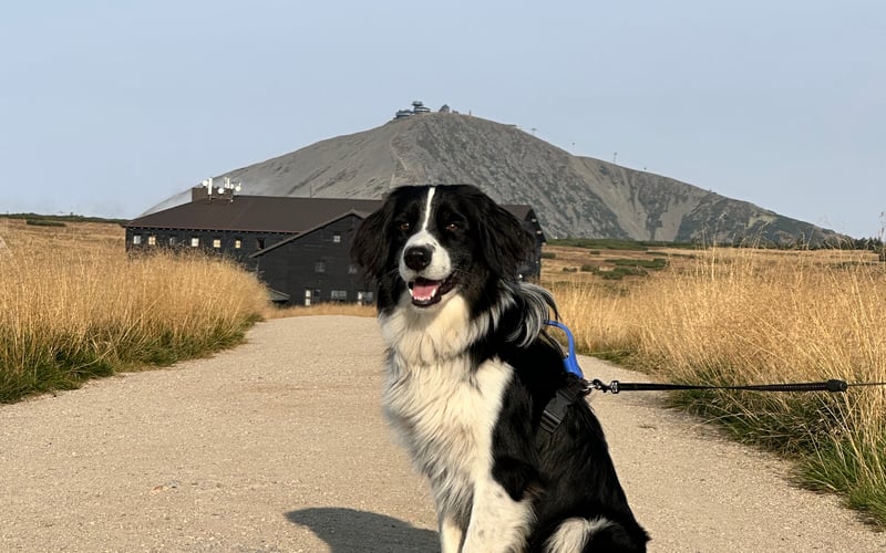Roni uwielbia górskie wędrówki i swoje stado czyli wszystkich, którzy z nim wędrują.  Jest miszanką spaniela i owczarka australijskiego chociaż wygląda jak border collie.