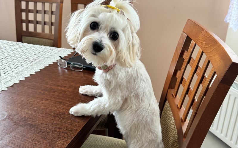 MOLLY 14 września skończy roczek jest słodkim pieskiem , grzeczna , mądra , słucha się lubi się bawić i dawać buziaczki .