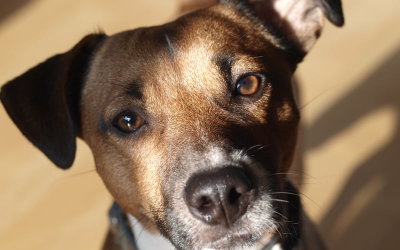 Przedstawiamy Puzela, pięknego Jack Russell Terriera, który wyróżnia się nie tylko swoim urokiem, ale przede wszystkim niesamowitą inteligencją i niespożytą energią! Ten pełen życia piesek uwielbia bawić się i spędzać czas aktywnie – nie ma dla niego rzeczy niemożliwych, gdy chodzi o dobrą zabawę. Jego inteligencja zadziwia wszystkich wokół, a jego radosny charakter sprawia, że zyskuje sympatię każdego, kogo spotka. Puzel to prawdziwa perełka, która swoim wdziękiem i sprytem zasługuje na tytuł najpiękniejszego psa w mieście!