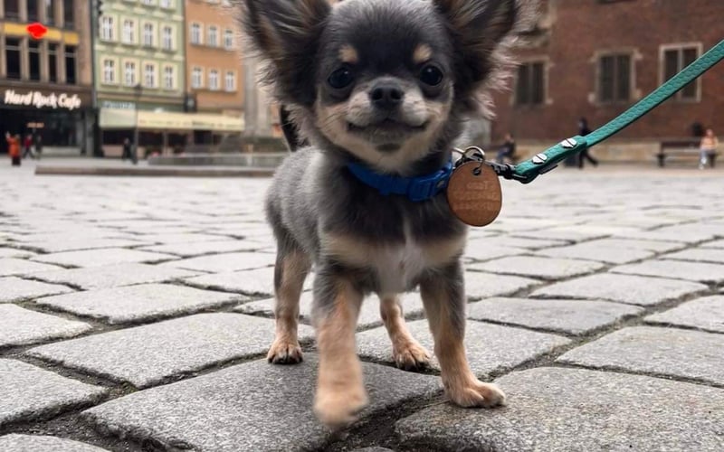 Chihuahua długowłosy Taco