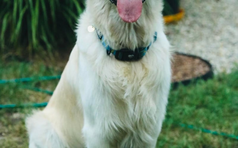 Psiemanko! Nazywam się Goldi i jestem rasy golden retriever, 16 września skończę roczek. Jestem wiecznie ciekawy świata i uwielbiam podróże. Najbardziej kocham wskakiwać do wody – jeziora, rzeki, morze – wszystko jedno, byle się pochlapać! Poza tym jestem ogromną przytulanką i zawsze znajdę chwilę na mizianie z człowiekiem :) Uczęszczam również na zajęcia z nosework'u - węszę, szukam i uczę się nowych rzeczy z przyjemnością, bo połączenie nauki z zabawą nie cieszy mnie jak nic innego! :) A, no i nie mogę zapomnieć – jestem strasznym żarłokiem! Za smaczka zrobię dosłownie wszystko. Czasem to nawet myślę, że jedzenie to moja największa motywacja! 