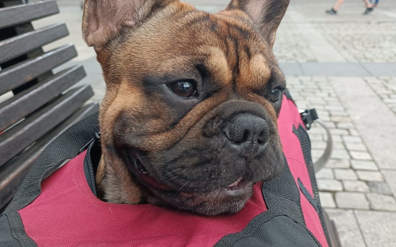 Cześć wszystkim, jestem Teodor, uwielbiam podróżować pociągiem, trochę mniej tramwajem, i całkiem nie — autobusem. Smakuje mi Wrocławska trawa, oraz łyczek mamusi kawy.