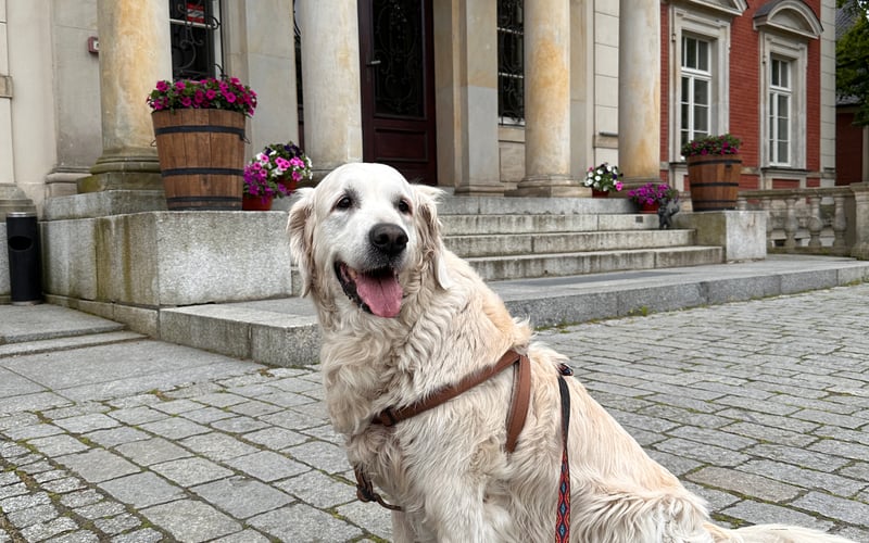Oto Ginger, suczka rasy Golden Retriever, Wrocławianka od 11 lat. Jej wiek to tylko liczba, bo nadal jest pełna energii i radości, wciąż zachwyca swoją kondycją i młodzieńczym wigorem. Jej biszkoptowa sierść lśni w słońcu, a serdeczny uśmiech podbija serca każdego, kto ją mija. Ginger uwielbia spędzać czas z ludźmi – jest prawdziwą przytulanką, która zawsze czeka na głaskanie. Uwielbia zbiorniki wodne wszelkiego rodzaju, a jej ulubiona aktywność  to tarzanie się w trawie. Czyż te oczy nie zasługują na tytuł Psiej Piękności Wrocławia?
