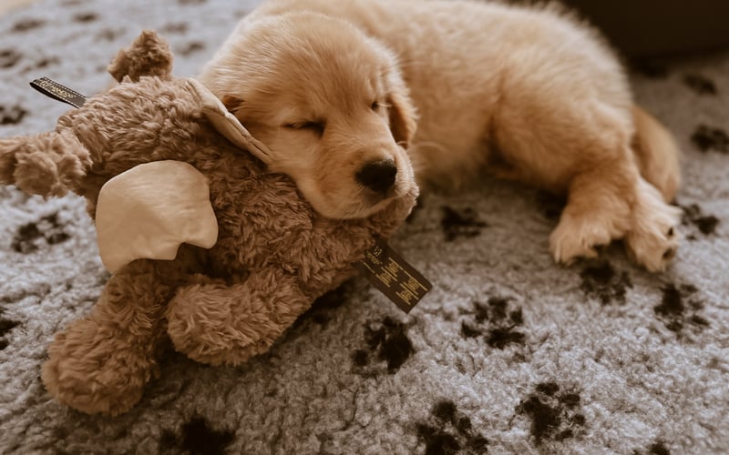 When you party too hard but still need your teddy bear.