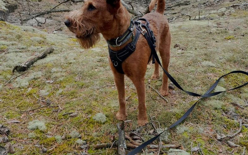 Barghest to terrier irlandzki - taki rudy cwaniak, terrierysta z charakterem ale i wielkim zielonym sercem oraz uśmiechem na pyszczku.