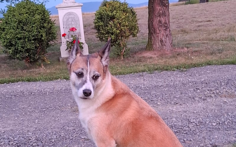 Charyzmatyczna psia marzycielka, modelka i filozofka. Suczka lat 8 w typie malinoisa. W 2016 r. prosto z ulicy trafiła jako 4 miesięczny szczeniak do wrocławskiego schroniska. Później życie było piękne. Pół na pół we Wrocławiu i w Kotlinie Kłodzkiej. Kocha transport, także publiczny, miejskie plaże wzdluż Odry, strożowanie i pracę z dziećmi w spektrum autyzmu. Kocha Dorotę, z którą systematycznie sypia;) i lokalnego amanta dzielnicy: pirata Akite, który zadziera nosa. KAVIK jednak od 7 lat posiada legalnego męża - cudownego psa Patyka, który w 2017 roku nauczył ją pływać....