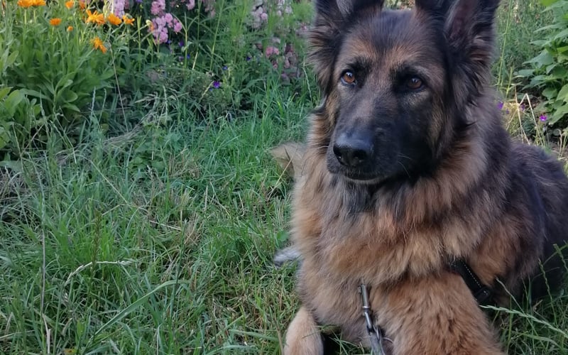 Poznajecie Torę, dumnego i niezależnego owczarka. Mądra Tora jedynym spojrzeniem potrafi powiedzieć co o Tobie myśli i sprawić, że spełnisz wszystkie jej zachcianki. Kocha długie wycieczki, pływanie i nieoddawanie piłeczki. Zwana Bubutem Słodziakiem może zmylić Cię swoją powagą, bo tak naprawdę jest największym miziakiem.