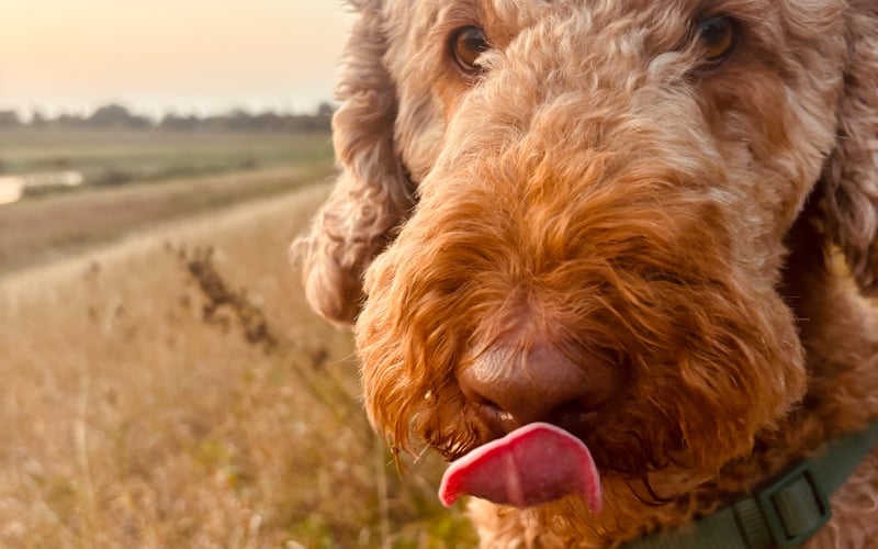 Dżoja to labradoodle. Ma 5 lat. Lubi przytulać maskotki, gdy puszczam muzykę - szczególnie techno ;) a jej ulubiony przysmak to jajko.
