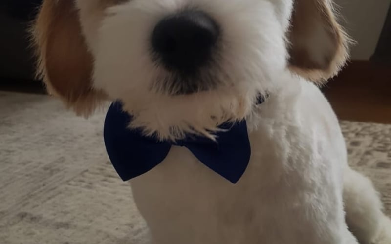 Jestem rasy Cavachon i mam 6 lat.