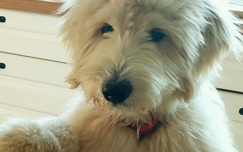 Goldendoodle, mlody szczęśliwy,energiczny piesek,przyjazny dla ludzi.