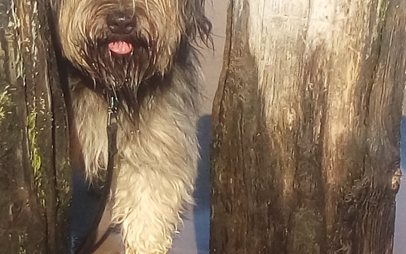 Łobuz ma 8 lat jest mieszańcem owczarka katalońskiego. Jest adopciakiem z Ośrodka Adopcyjnego p. Mirona z Rakowa. Miał pół roku jak go adoptowaliśmy. Jest mądry, opiekuńczy i oczywiście najukochańszy i najpiękniejszy na świecie ...