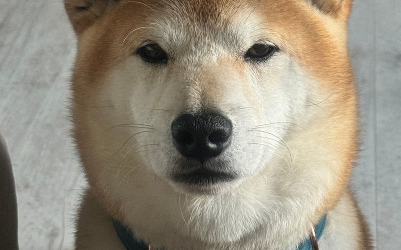 Hiro to psi arystokrata o złotym sercu. Zwykliśmy nazywać go per Pan Pies. Inaczej jakoś nie wypada. Jeśli anioły istnieją , to Hiro jest jednym z nich.