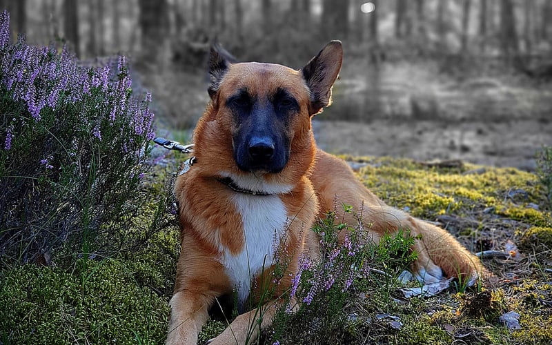 Morgan- rozkoszny łobuziak.