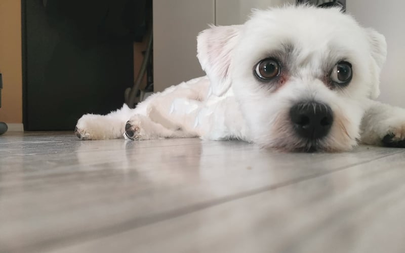 HEJ 
 JESTEM LUCUŚ MAM 3 LATKA  
JESTEM BARDZO GRZECZNYM PIESKIEM, LUBIE DLUGIE SPACERY I PODRÓŻE