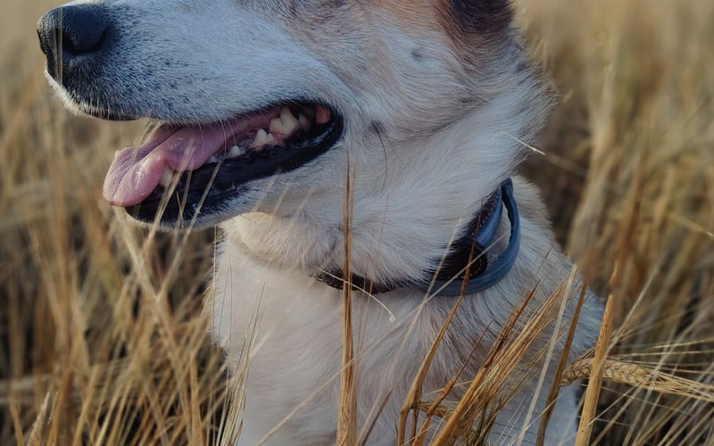 Szalona, niebieskooka psiewczynka, która kocha każdego człowieka i psiaka. Górskie wyprawy, pływanie w jeziorze a morze długie spacery? Aria to najlepsza towarzyszka ❤️