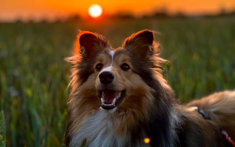 Dexter - jak z serialu „One Day”. I nie, to nie jest Lassie. I nie Collie. Tylko Owczarek szetlandzki.