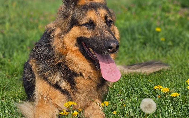 Od dnia adopcji rozpocząłem nowe życie i wtedy od mojej nowej rodziny usłyszałem, że mam serce na łapce, spojrzenie anioła a caly jestem jak z bajki ❤️