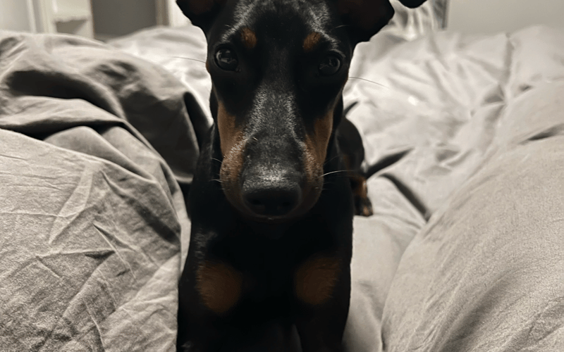 Calabria zwana Kluską - ale tak naprawdę chudzinka. Wszyscy mówią, że jestem szczeniakiem (3-letnim) dobermana, a tak naprawdę to Manchester terrier. Niech Was nie zmylą moje słodkie oczy - typowy terrier ze mnie! Kocham ciepełko, wygrzewam się na słońcu, a śpię zakopana w koc. Deszcz czy śnieg - FUJKA, woda może być tylko w misce! Szybko się uczę, nie zmęczysz mnie bieganiem dlatego Mameł wymyśliła pół roku temu treningi Agility i bardzo to lubimy, a trenerka nas wysyła na zawody :)
Na spacerach do mnie nie podchodź i nie głaszcz, ale w domu jestem największą przytulanką i pieszczochą.