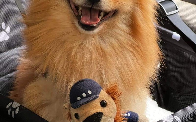 Teddy, a właściwie Teduś. Jestem pomeranianinem. Wesołym, szczęśliwym pieskiem który uwielbia smaczki. Mały słodziak.