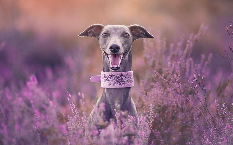 Leila to prawie 4-letnia whippetka, która dopiero od kilku miesięcy mieszka we Wrocławiu, ale szybko się tu odnalazła. Niedawno była na swojej pierwszej sesji zdjęciowej, której efektem jest powyższe zdjęcie - pozowała jak prawdziwa modelka, ma minę na każdą okazję :D 
Na co dzień typowa charcica - w domu okupuje kanapę, na dworze szybka jak torpeda :)