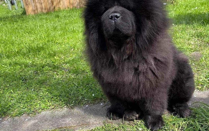 Lusia to 7 letnia suczka rasy chow chow, kocha swoją Panią i nie odpuszcza jej na krok :) Lubi się bawić z innymi futrzakami, choć te często mylą ją z niedźwiedziem :)