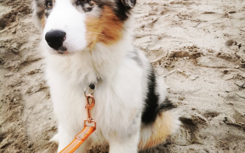 Brina to młodziutka sunia owczarka australijskiego. Urodzona we Włoszech, łączy w sobie cechy lini pracującej i show.
Jest mądra, szybka i zwinna a przy tym uwielbia się przytulać i jest zawsze tam gdzie Pańcia.