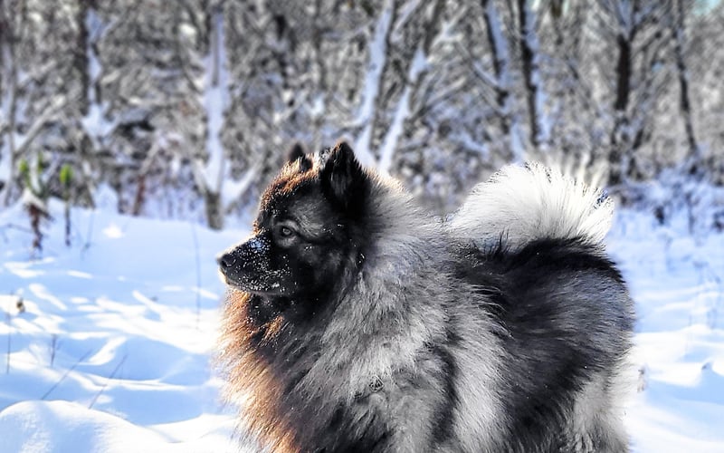 Zimowy Wolfspitz