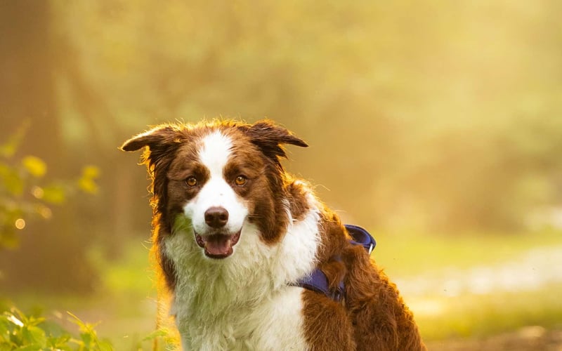 Spajki to nasza rodzinna miłość,
7 letni border collie, który pomimo wieku nadal zachowuje się jak mały szczeniaczek. Kocha zabawy i leśne spacery, pływanie i górskie wycieczki. Uwielbia spacerować po Wrocławiu