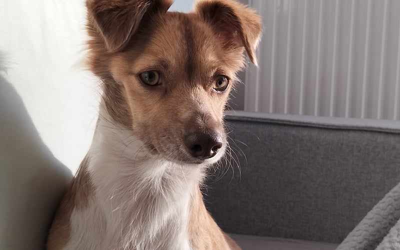 Łata jako adopciak we Wrocławiu rozpoczęła nowe życie. Dolny Śląsk dał jej nie tylko nowy dom, ale pozwolił odkryć pasję jaką jest chodzenie po górach. Łatka ma 2 lata i waży 8 kg.