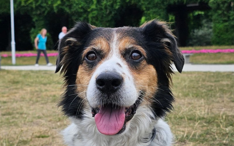 Cześć i dzień dobry! Nazywam się Oreo i mam ok. 6 lat. Jestem adopciakiem z DIOZu i od ponad roku mieszkam z moimi ulubionymi człowiekami w ciepłym, kochającym domku. Kiedyś miałem problemy ze wzrokiem, ale dzięki szybkiej interwencji, moje oczy mają się doskonale! Mówią, że jestem bystrym psiakiem, może to dlatego, że mam wyższe wykształcenie (tak, chodziłem na uniwersytet, a nawet byłem na obronie!). Uwielbiam podróże, długie spacery i każdą chwilę spędzoną z moimi ulubionymi człowiekami. Jestem psim poliglotą, a moim uniwersalnym językiem jest język miłości do jedzenia. Generalnie to dobry ze mnie chłopak, dzień dobry na klatce mówię i żyje swoim najlepszym życiem.