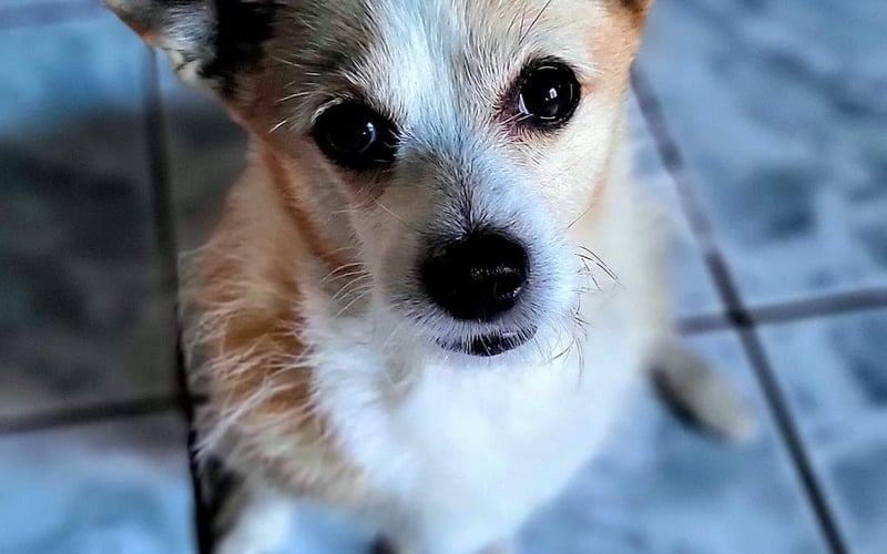 Pysio to wielki smakosz, wielbiciel leniuchowania, łasuch oraz największy przyjaciel na Świecie. Ma 11 lat jest adoptowany z TOZ Jawor.