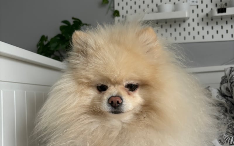 Dafi to 4 letnia sunia rasy pomeranian (szpic)