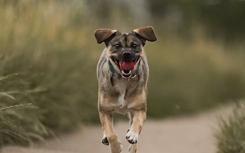 2 letnia suczka idealna :) kto zna ten potwierdzi. Wielorasowa młoda dama  grzeczna i ułożona. Kocha całym swoim psim serduszkiem.