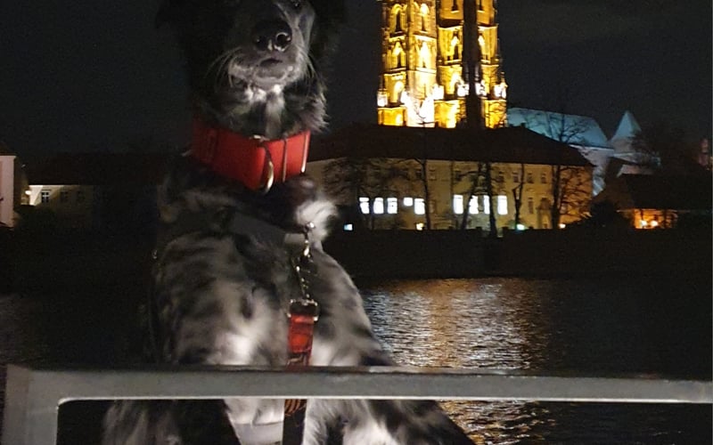 Borys jest adopciakiem ze stowarzyszenia Pomoc Chartom, jest miksem Charta rosyjskiego i Setera angielskiego. Uwielbia zwiedzać nowe miejsca i testować nowości kulinarne.