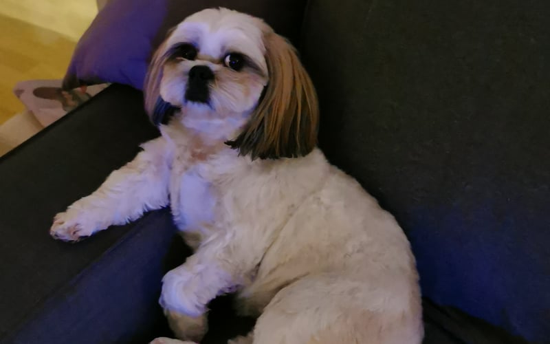 ZIA dziewczynka shih tzu, która nie przyjmuje do wiadomości, że powinna być małym kanapowym pieskiem. Ona zgodnie z tłumaczeniem nazwy rasy ma duszę lwiego pieska. Charakterkiem mogła by się podzielić z 3 innymi pieskami 
