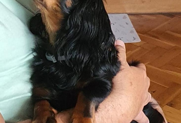 Lola kochana jamniczka królicza.
