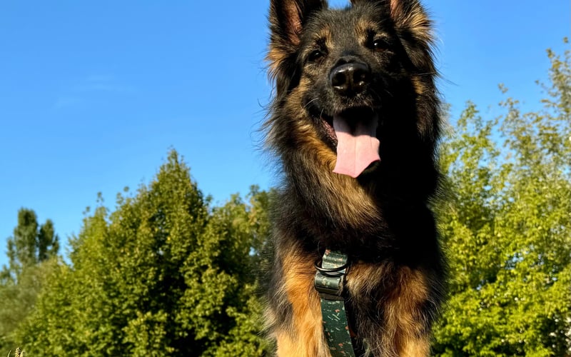 Sarcia, kundelek w typie owczarka niemieckiego. Jest wiecznym szczeniaczkiem (z wyglądu i z charakteru) mimo że za 3 miesiące kończy 10 lat. Jej wielką pasją jest bieganie za piłeczką i szarpanie się sznurkiem. Uwielbia też wypatrywać wiewiórki w parku Zachodnim, a w domu nie rozstaje się ze swoją pluszową wiewiórą.