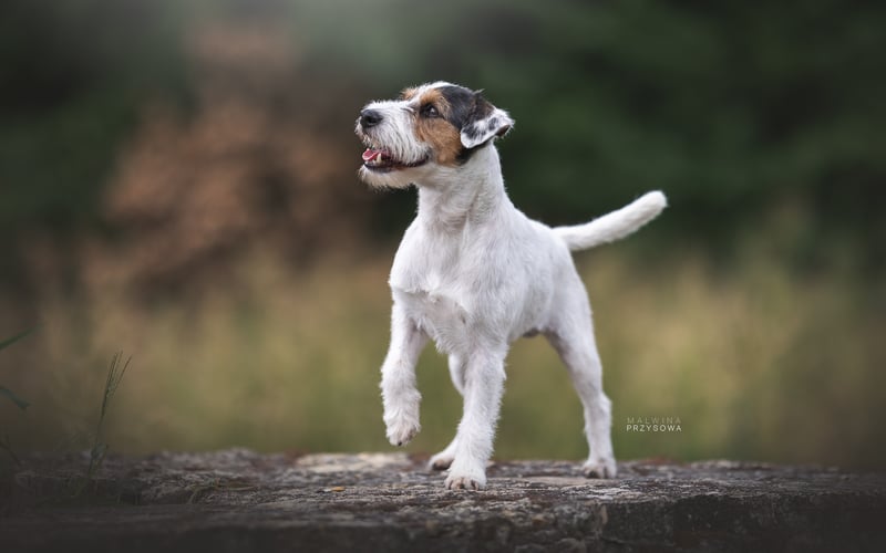 Geronimo to typowy terrier zawsze chętny do zabawy i współpracy z człowiekiem. Kocha piłki ponad wszystko, przynosi je żeby mu rzucać i nigdy to mu się nie nudzi 