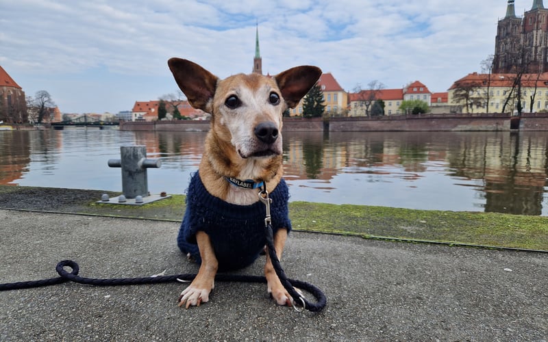 Czaruś mieszka we Wrocławiu od 2 lat, czyli od adopcji ze schroniska w Żarach. Zadomowił się tu jednak na dobre 