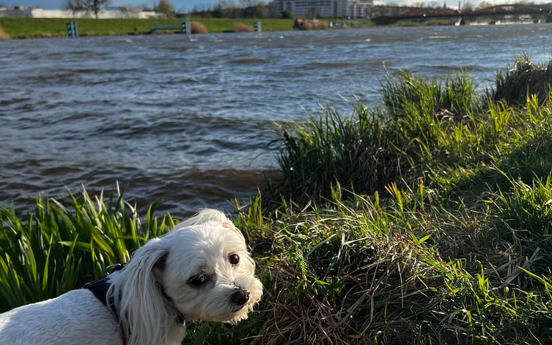 Chico to absolutna gwiazda osiedla. Jest humanistą, który kocha ludzi i uwielbia spędzać z nimi czas. Jest też małym Dramateuszem bo nie lubi zostawać sam w domu. Podczas kąpieli zagląda co chwila czy u Ciebie wszystko w porządku. Jest dekoratorem wnętrz i często zmienia układ poduszek, narzut i dywanów na inny. Kiedy chce uwagi zaczepia swoją łapeczką i domaga się miziania po brzuszku. Daje najlepsze buziaki i kocha całym swoim serduszkiem. Jest najlepszym psim przyjacielem, na widok którego dzień staje się lepszy.