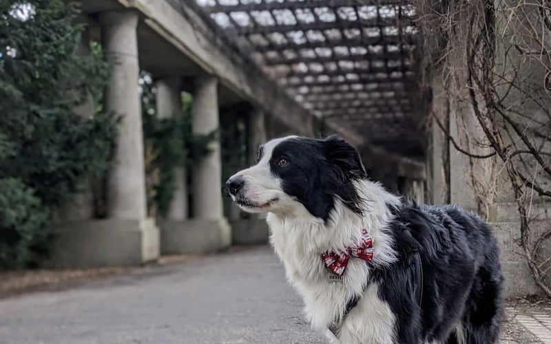 Dexter to trzyletni Border Collie. Uwielbia piłeczki i szaleje za smaczkami. Jest najlepszym kompanem wycieczek po Wrocławiu i jego okolicach.