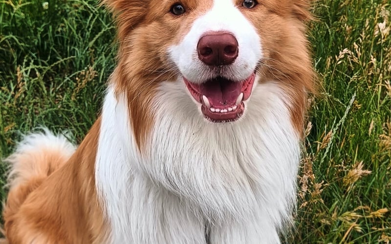 Tacos, border collie z cudownym charakterem. Uwielbia przytulanki z człowiekiem, frisbee i demolować mieszkanie, ale tej słodkości można wszystko wybaczyć :D