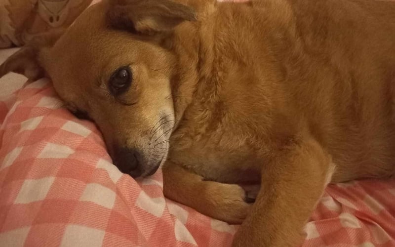 Bella to bardzo szalony 7 letni pies. Uwielbia całe dnie biegać po podwórku, bawić się ze swoim kocim przyjacielem i kopać dziury. Czasem jednak po całym dniu zabaw musi sobie odpocząć.