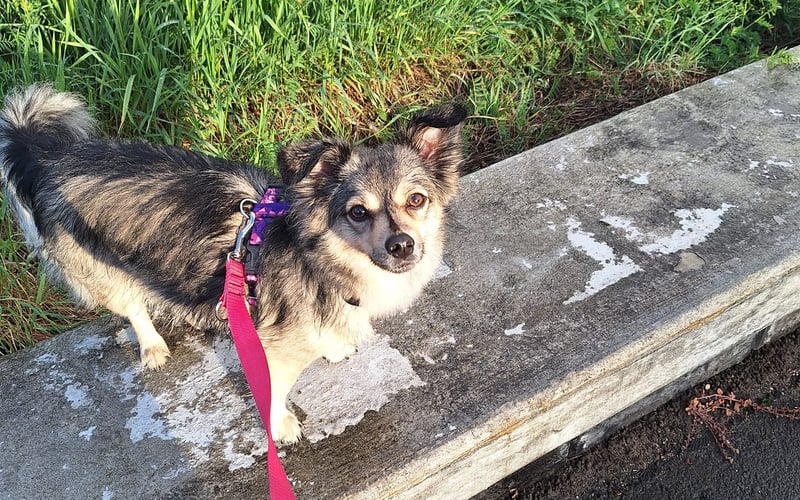 Chałka to adoptowana puchata sunia, która jest bardzo ciekawa świata i czasem można ją spotkać we wrocławskich tramwajach :)