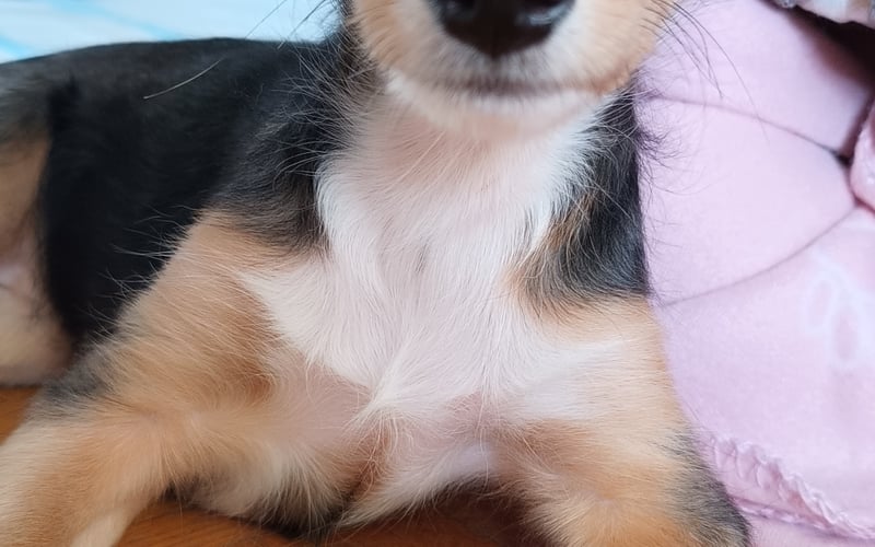 Imię moje Luna, noszę w sobie pioruna, jestem małym głodomorem i smaczkowym potworem. Po Wrocławiu hasam i swoją kandydaturę zgłaszam :)